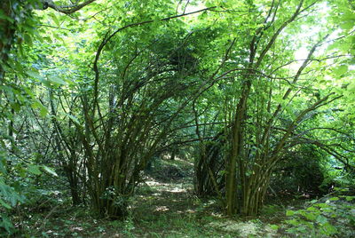 Trees in park