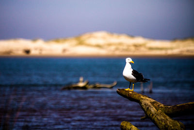 Bird perching on sea against sky