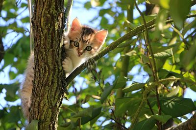 Cat and tree