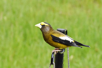 Close-up of bird perching on a metal
