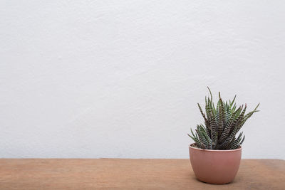 Potted plant on table against wall at home