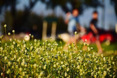 View of flowering plants on field