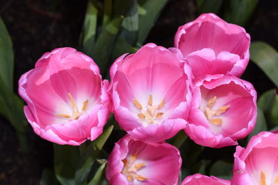 Close-up of pink flowering plants in park