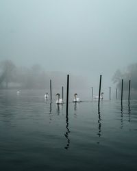 Moody view of swans on a foggy morning on river thames