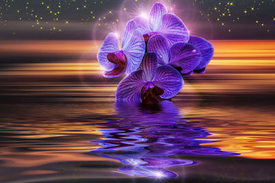 Close-up of illuminated purple flower in water