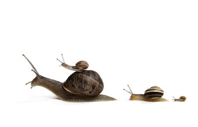 Close-up of snail against white background