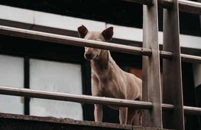 Low angle view of dog standing by railing