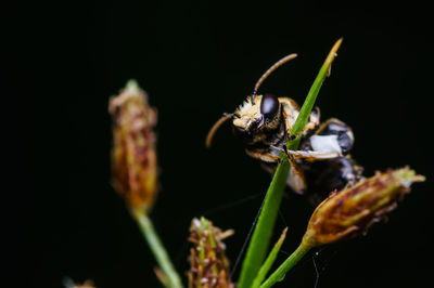 Close-up of insect on flower against black background