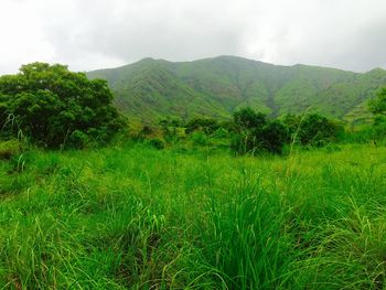 Scenic view of field against cloudy sky