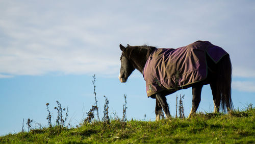 Zebra standing on field against sky