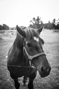 Horse standing on field