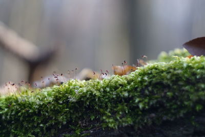 Close-up of birds perching on plant