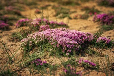 Purple flowering plants on field