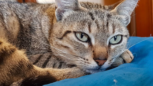 Close-up portrait of a cat