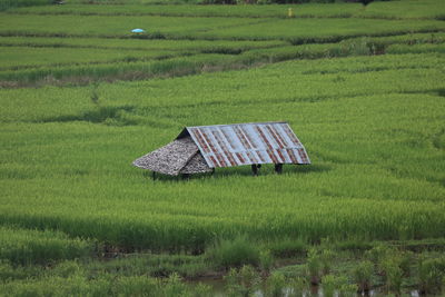 Scenic view of agricultural field