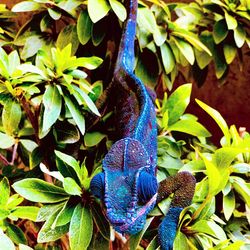 Close-up of butterfly on plant