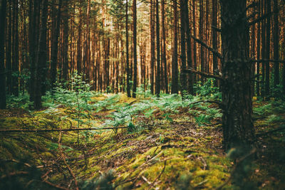 Trees growing in forest