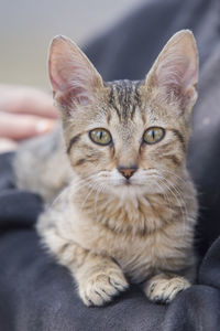 Close-up of cat