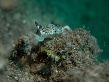 Fish swimming in sea