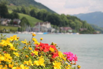 Scenic view of yellow flowering plants by mountains