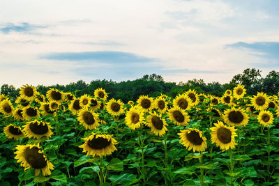 Close-up of sunflower field