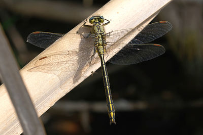 Close-up of dragonfly on leaf