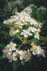 Close-up of white flowering plant