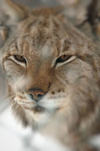 Close-up of lynx