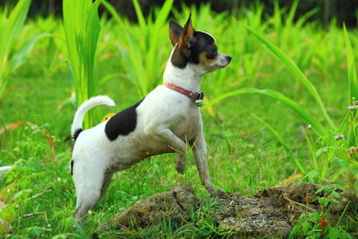 Dog on grassy field