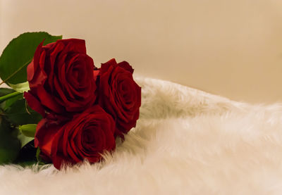 Close-up of red rose against white background