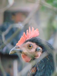 A rooster who is wandering around looking for food 