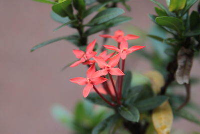 Close-up of red flowering plant