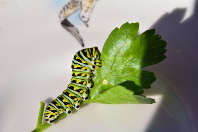 Close-up of insect on leaf