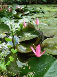 Close-up of lotus water lily in pond