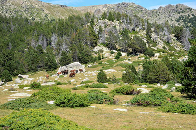 View of trees on landscape