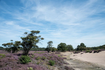 Trees on field against sky