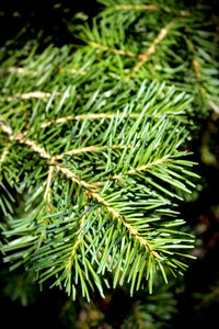 Close-up of green leaves