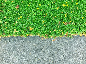High angle view of flowering plants on road