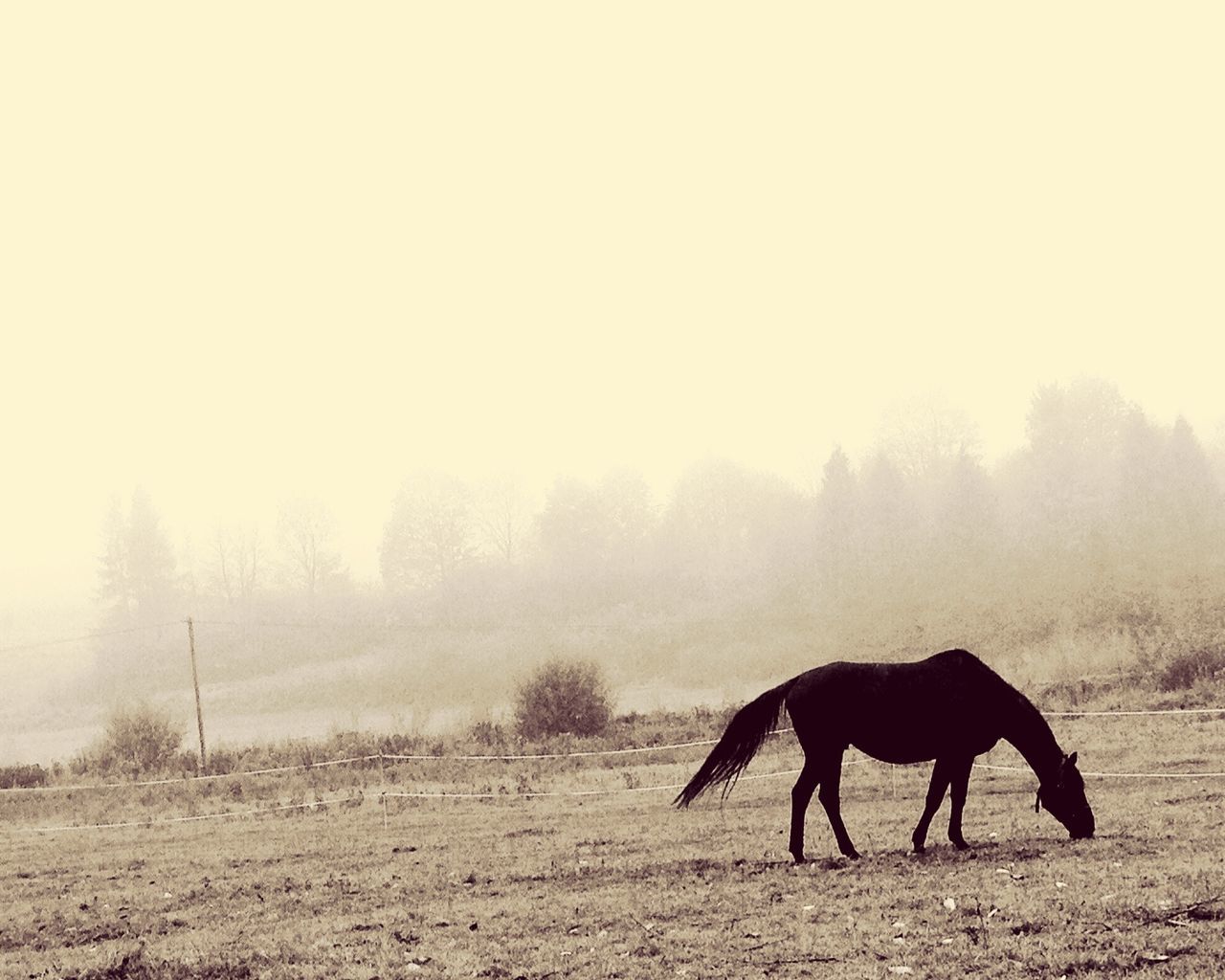 animal themes, domestic animals, mammal, one animal, field, full length, fog, tree, standing, pets, horse, walking, dog, landscape, nature, copy space, foggy, tranquility, tranquil scene