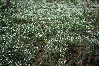 Full frame shot of plants on field