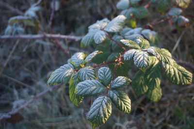Close-up of rope tied on tree