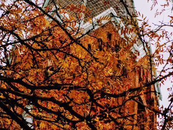 Low angle view of tree in autumn