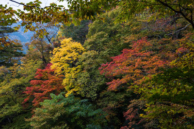 Trees in autumn