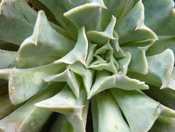 Full frame shot of succulent plant