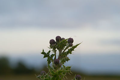 Close-up of flowering plant on land against sky