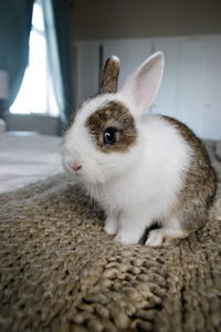 Portrait of white rabbit on rug