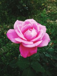 Close-up of pink rose