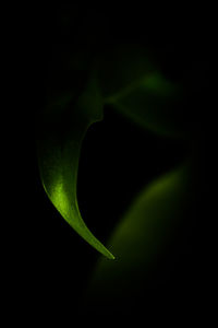 Close-up of green leaves over black background