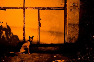 Dog sitting outside building at night