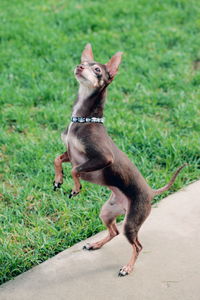 Dog standing on grass